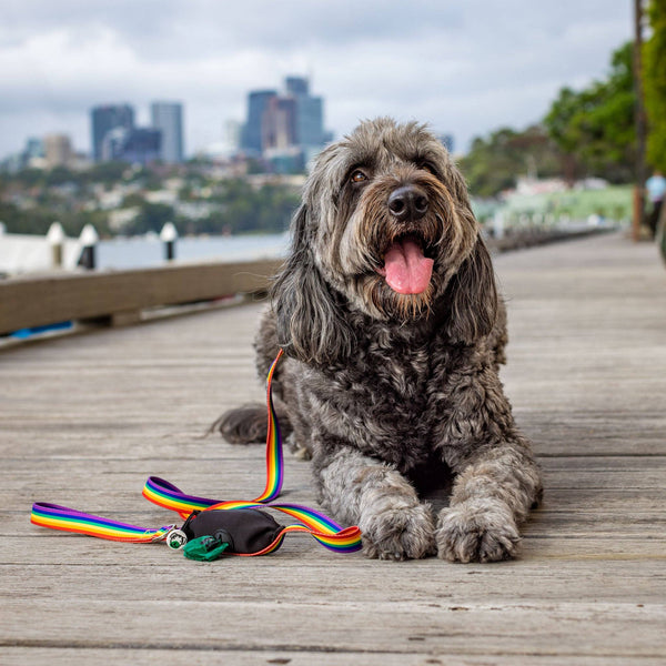 *Rainbow Dog Leash with Built-in Poop Bag Holder
