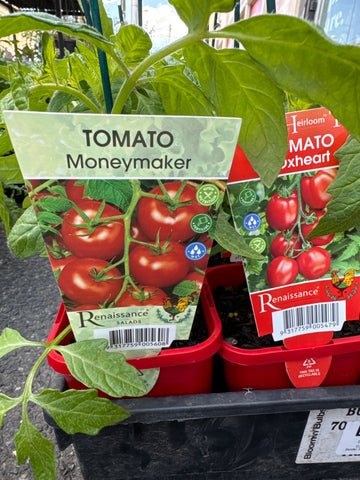 Tomato - Money Maker