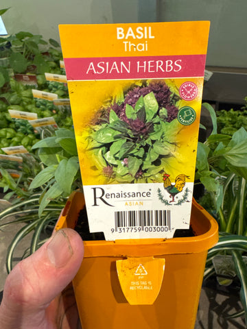 Basil - Thai