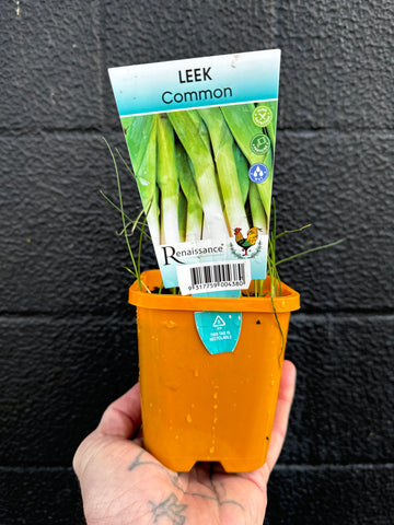 Leek