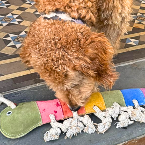 *Giant Rainbow Gerti for Giant Dogs