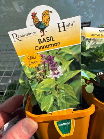 Basil - Cinnamon