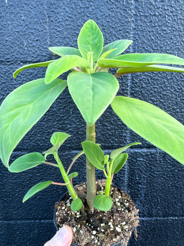 Peperomia vestita PBR - 170mm