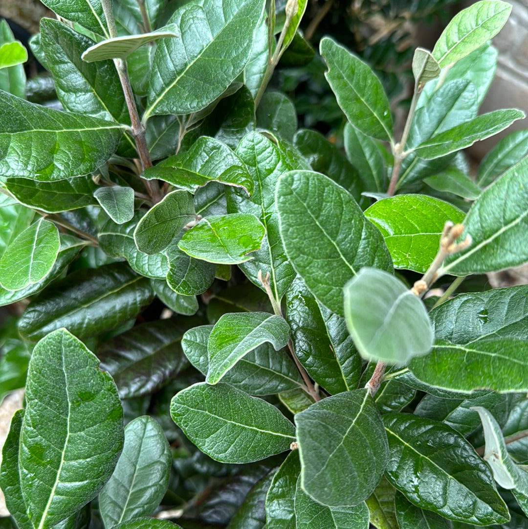 Acca sellowiana Feijoa Pineapple Guava