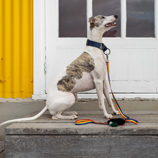 *Rainbow Dog Leash with Built-in Poop Bag Holder