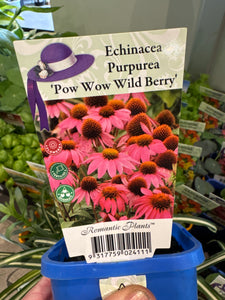 Echinacea - Pow Wow Wild Berry