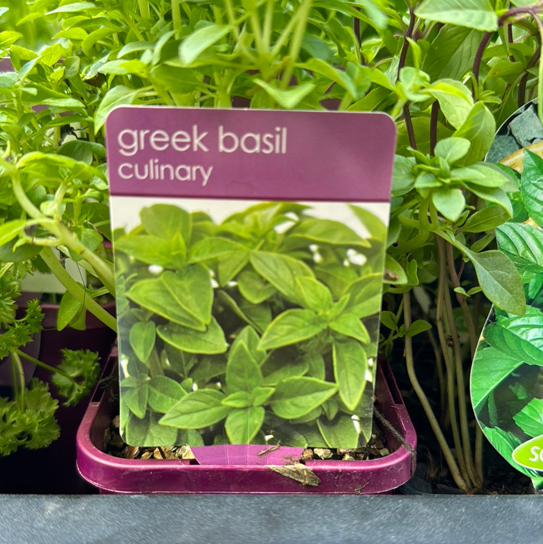 Basil Greek