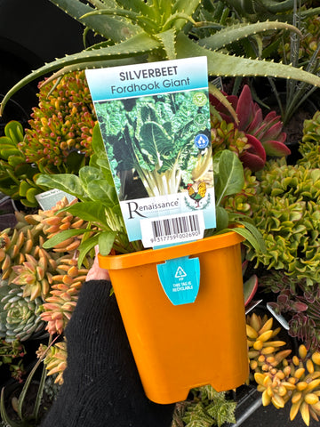 Silverbeet Fordhook Giant 100mm