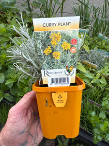 Curry Plant