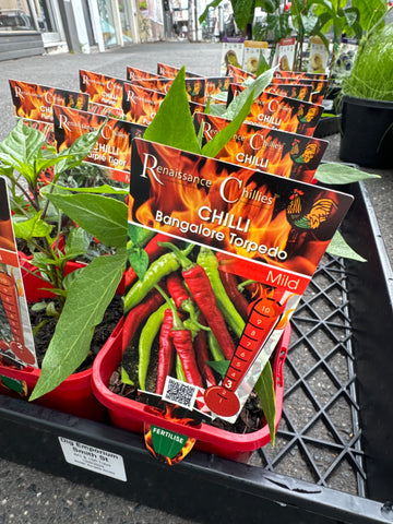 Chilli - Bangalore Torpedo