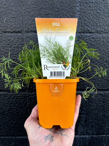 Dill