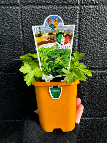 Parsley - Italian