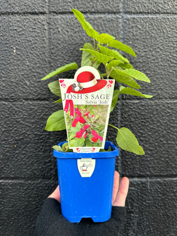 Salvia Josh - Josh’s Sage 100mm
