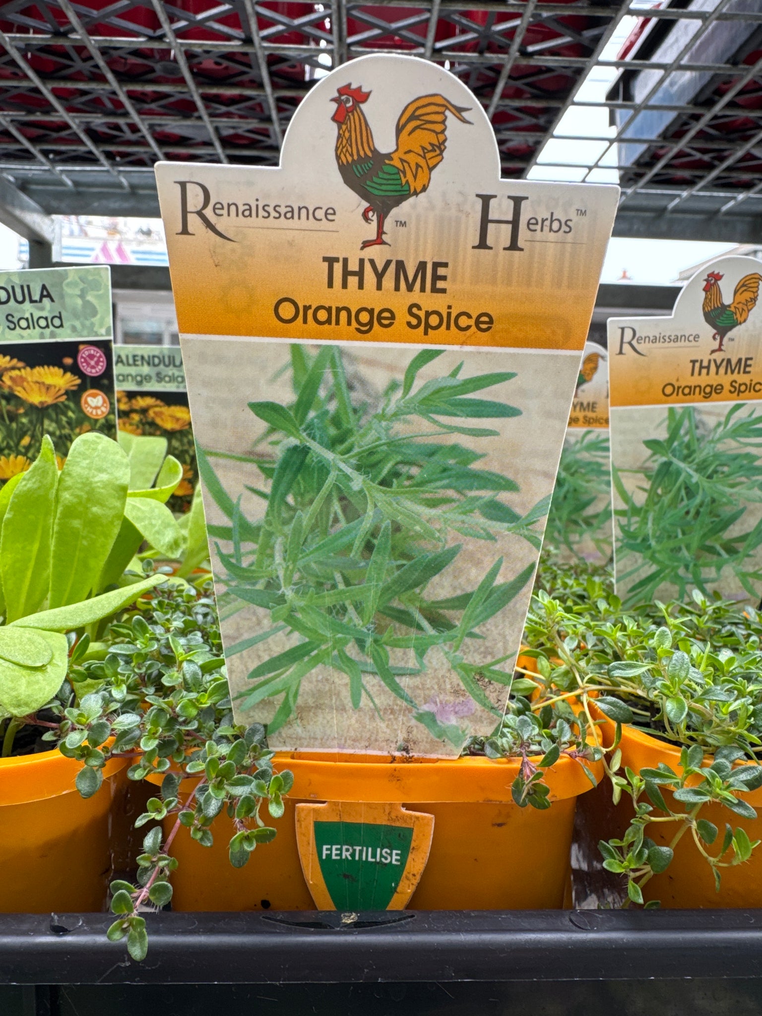 Thyme - Orange Spice