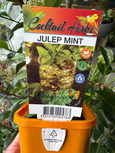 Mint - Julep