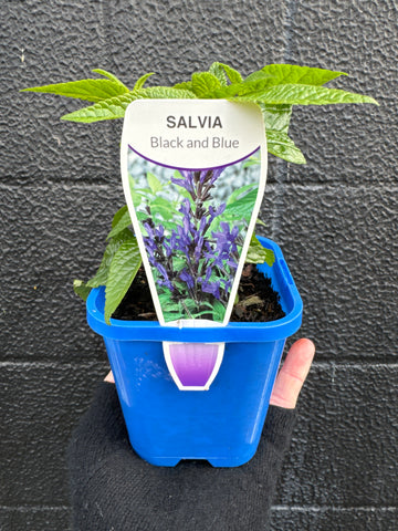 Salvia - Black and Blue 100mm