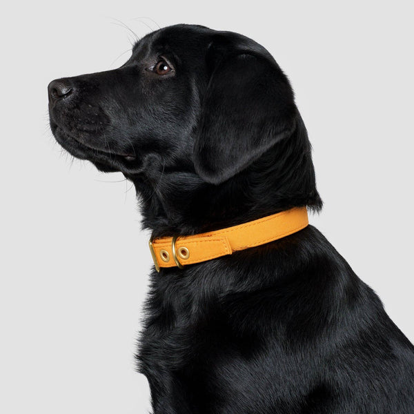*Recycled Canvas Dog Collar - Harvest Yellow: Medium