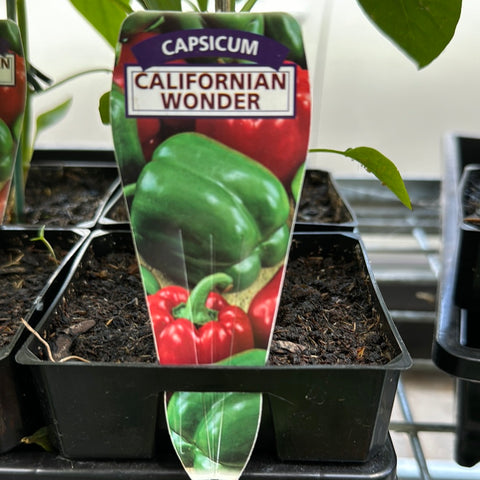 Capsicum Californian Wonder 100 mm