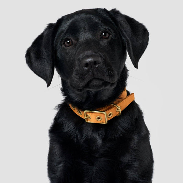 *Recycled Canvas Dog Collar - Harvest Yellow: Large