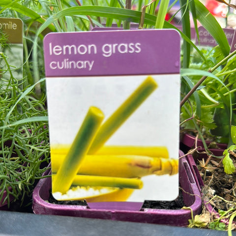 Lemon Grass