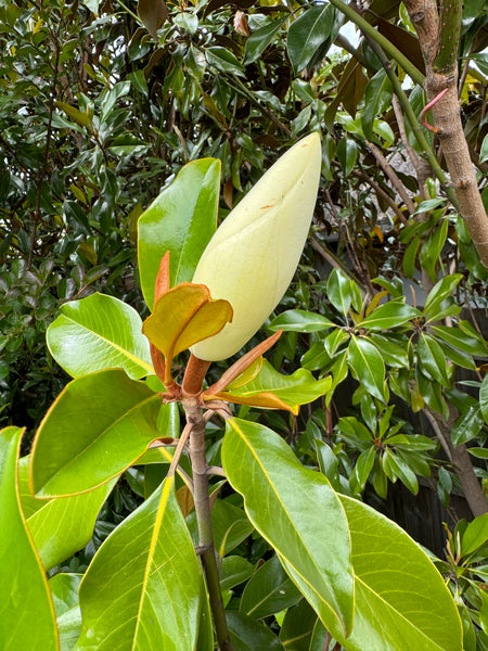 Magnolia Little Gem