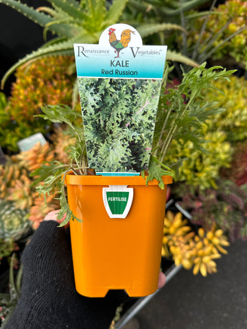 Kale Red Russian 100mm