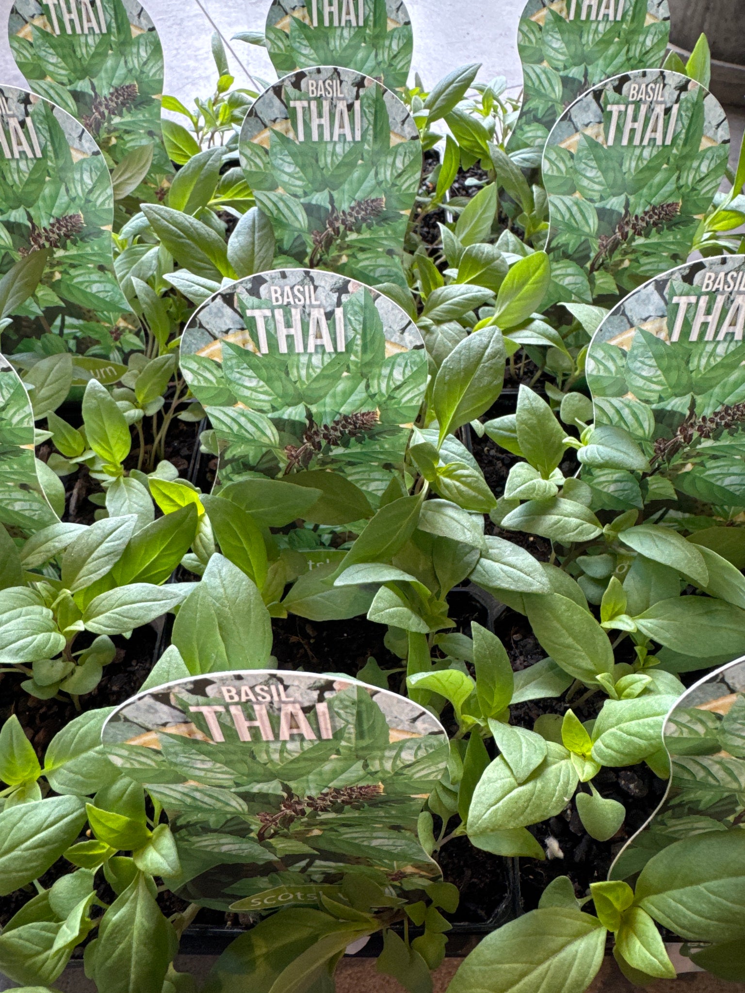 Thai Basil
