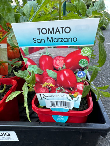 Tomato - San Marzano