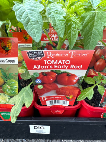 Tomato - Allan’s Early Red