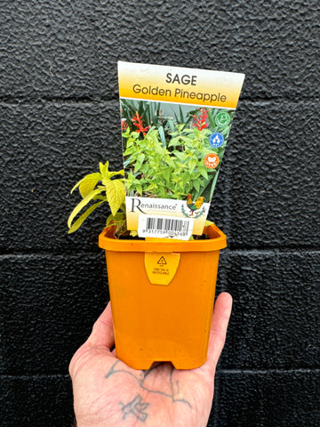 Sage - Golden Pineapple