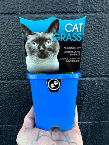 Cat Grass