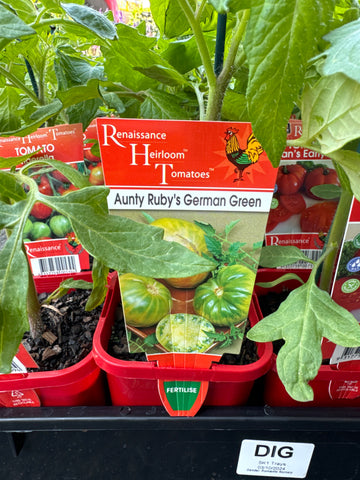 Tomato - Aunty Rubys German Green