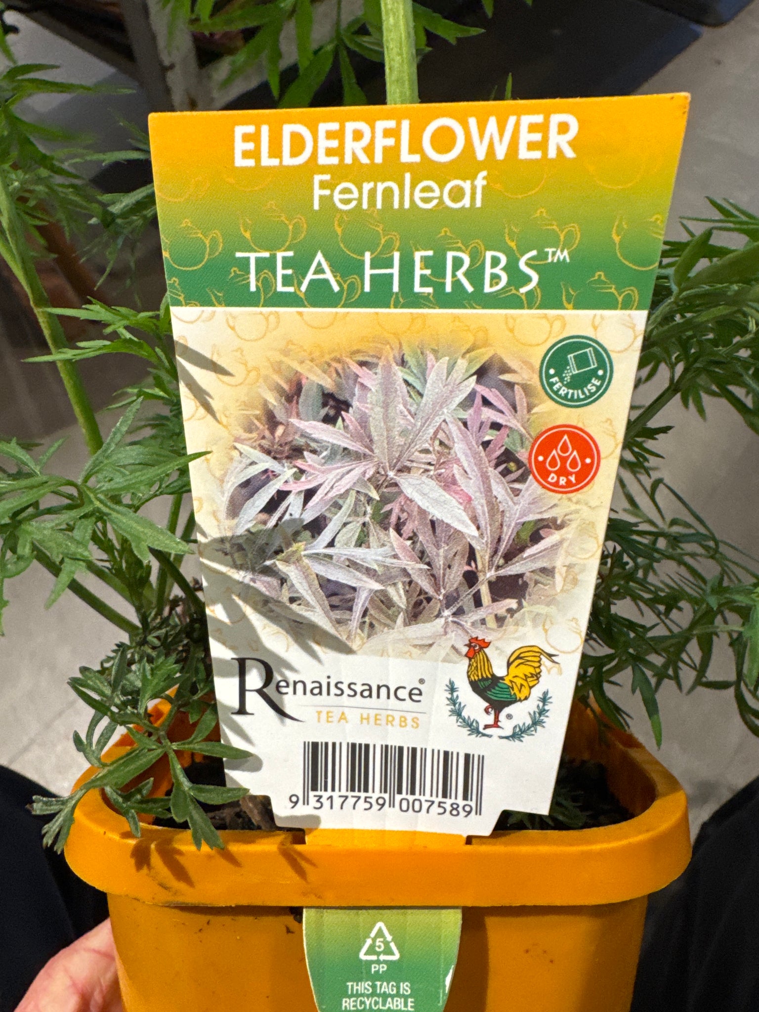 Elderflower - Fernleaf 120mm