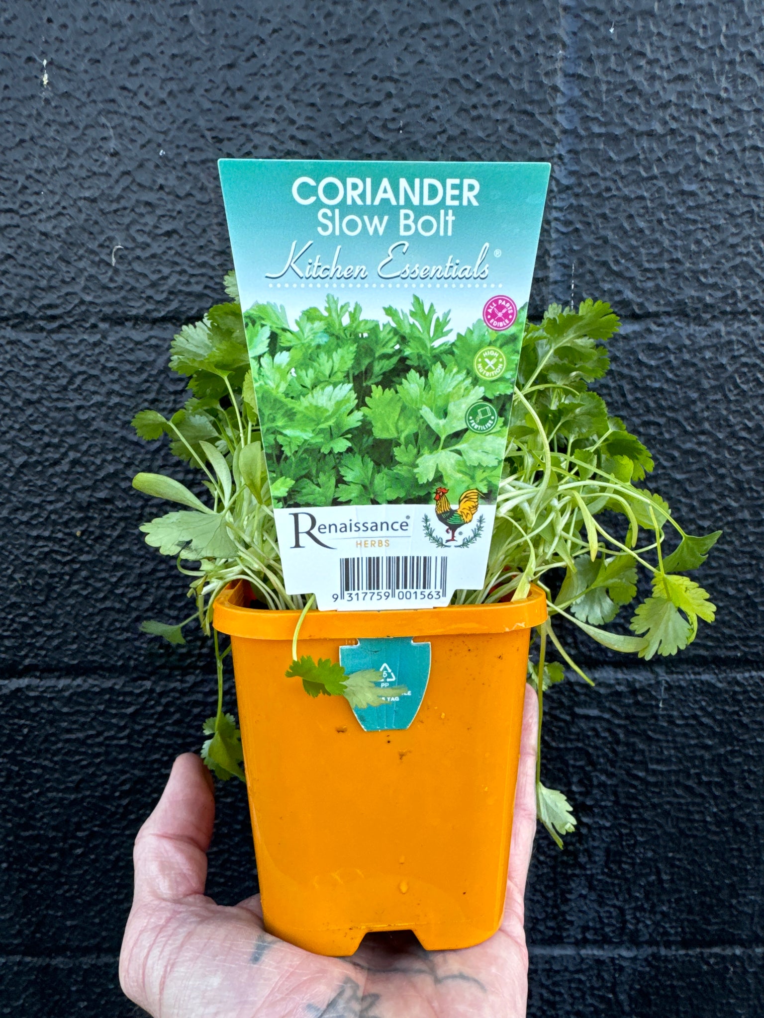 Coriander- Slow Bolt