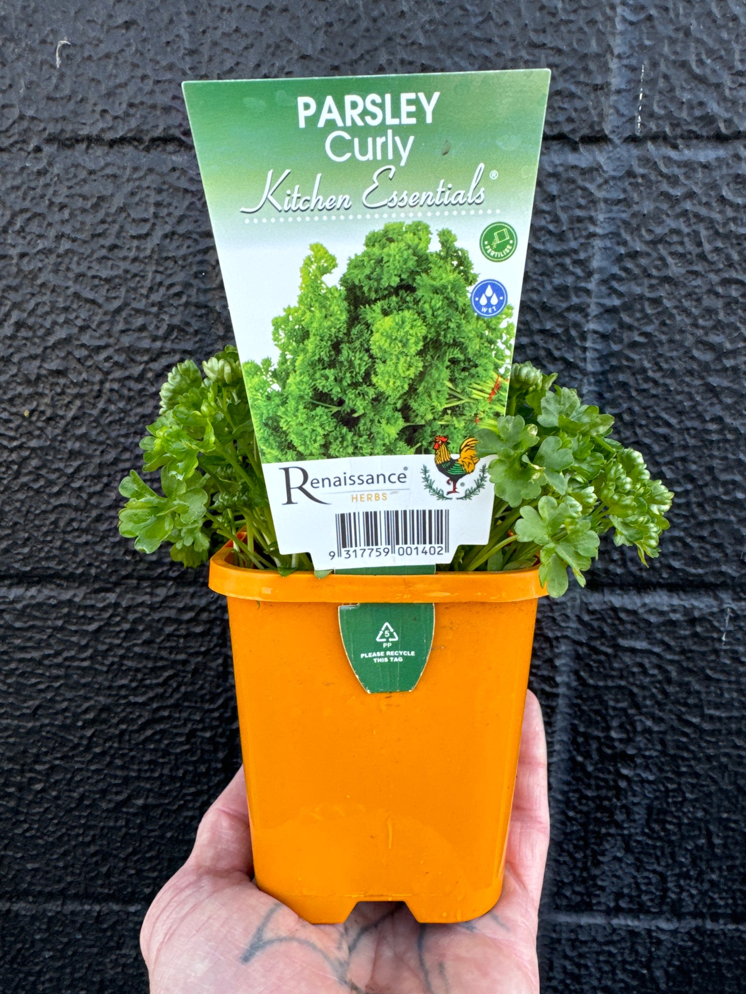 Parsley - Curly