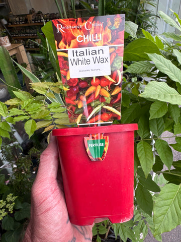 Chilli - Italian White Wax