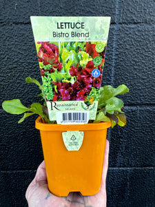 Lettuce - Bistro Blend