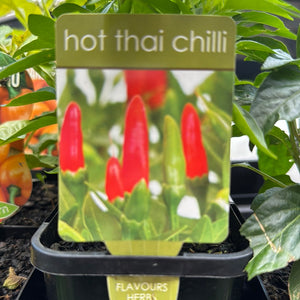 Hot Thai Chilli