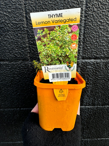 Thyme - Lemon Variegated