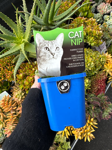 Cat Nip 100mm