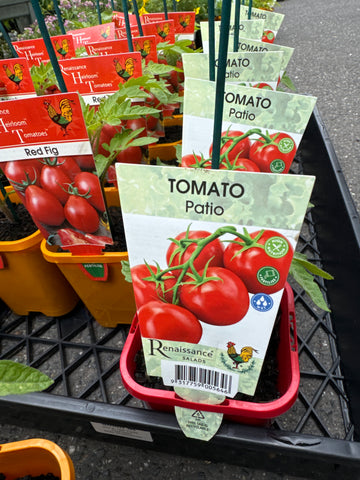 Tomato - Patio