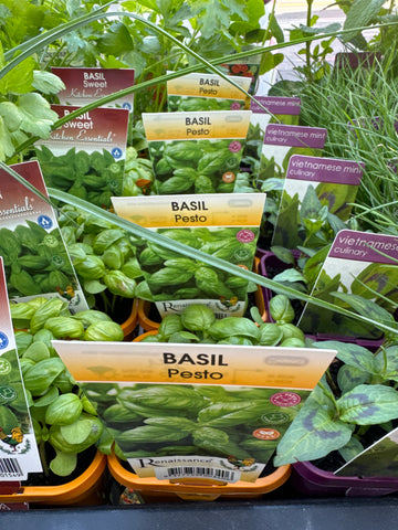 Basil - Pesto