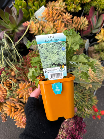 Kale Dwarf Blue 100mm