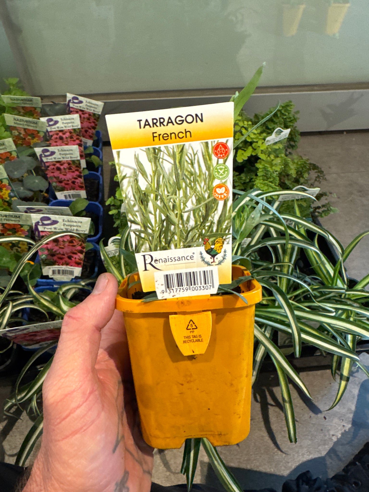 Tarragon - French