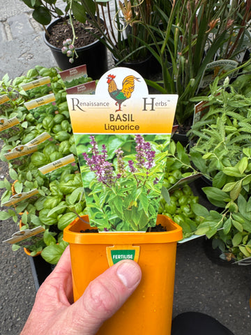 Basil - Liquorice