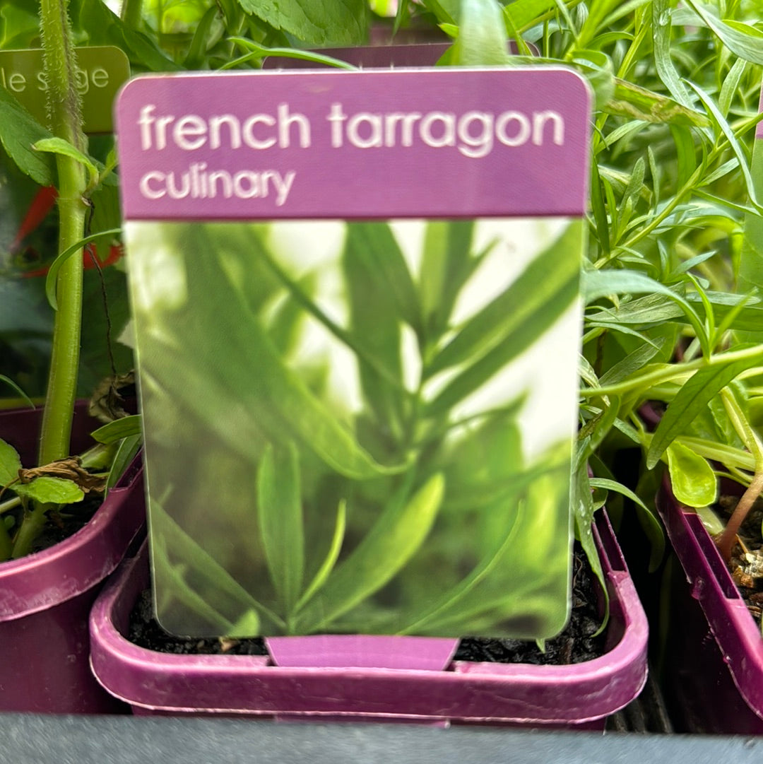 Tarragon French