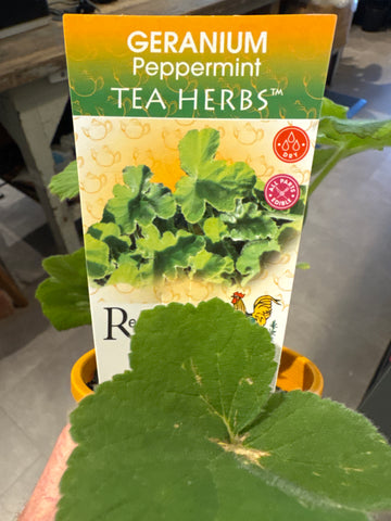 Geranium - Peppermint