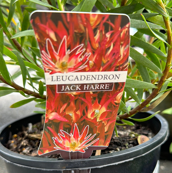 Leucadendron 200mm