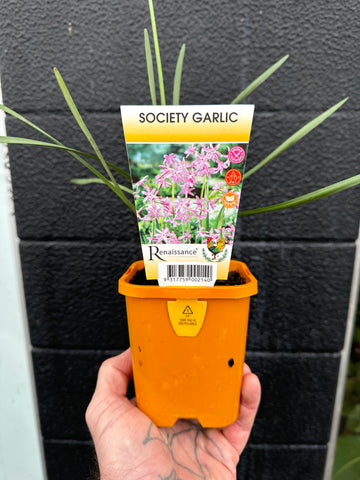 Society Garlic