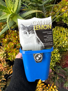 Cat Nip Lemon 100mm